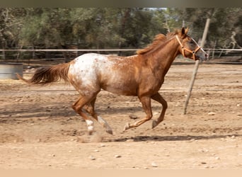 Appaloosa, Stute, 4 Jahre, 154 cm, Brauner