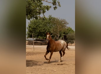 Appaloosa, Stute, 4 Jahre, 154 cm, Brauner