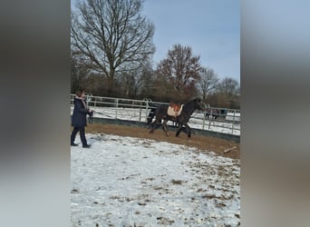 Appaloosa Mix, Stute, 4 Jahre, 154 cm, Dunkelfuchs