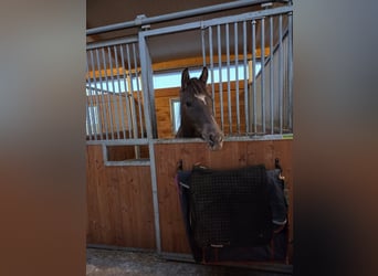 Appaloosa Mix, Stute, 4 Jahre, 154 cm, Dunkelfuchs