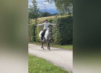 Appaloosa, Stute, 4 Jahre, 154 cm, Tigerschecke
