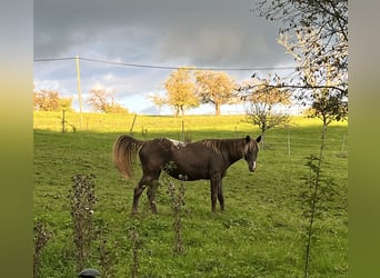Appaloosa, Stute, 4 Jahre, 155 cm