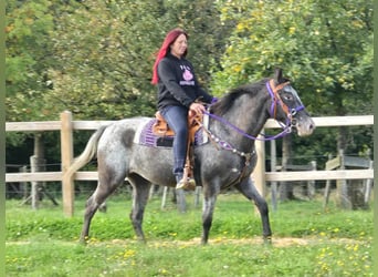 Appaloosa Mix, Stute, 4 Jahre, 156 cm, Tigerschecke