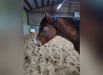Appaloosa, Stute, 4 Jahre, 160 cm, Brauner
