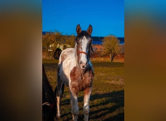 Appaloosa Mix, Stute, 4 Jahre, Schecke