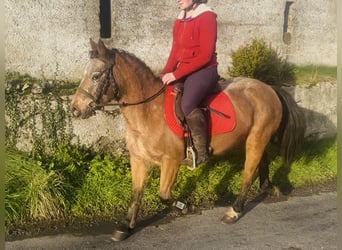 Appaloosa, Stute, 5 Jahre, 128 cm, Roan-Red