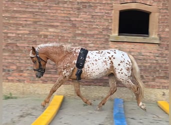 Appaloosa, Stute, 5 Jahre, 142 cm, Tigerschecke