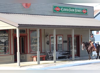 Appaloosa Mix, Stute, 5 Jahre, 147 cm