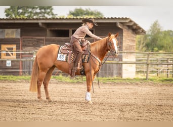 Appaloosa, Stute, 5 Jahre, 149 cm, Fuchs