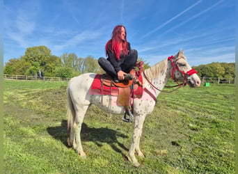 Appaloosa, Stute, 5 Jahre, 149 cm, Tigerschecke