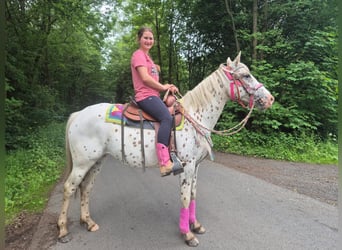 Appaloosa, Stute, 5 Jahre, 149 cm, Tigerschecke