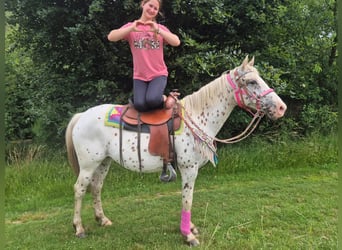 Appaloosa, Stute, 5 Jahre, 149 cm, Tigerschecke