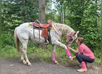 Appaloosa, Stute, 5 Jahre, 149 cm, Tigerschecke