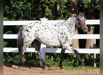 Appaloosa Mix, Stute, 5 Jahre, 153 cm, Tigerschecke