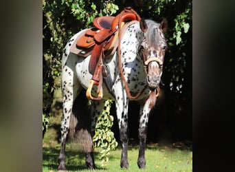 Appaloosa Mix, Stute, 5 Jahre, 153 cm, Tigerschecke