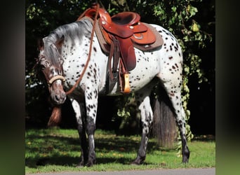 Appaloosa Mix, Stute, 5 Jahre, 153 cm, Tigerschecke