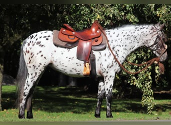 Appaloosa Mix, Stute, 5 Jahre, 153 cm, Tigerschecke