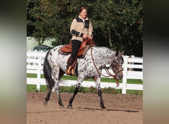 Appaloosa Mix, Stute, 5 Jahre, 153 cm, Tigerschecke