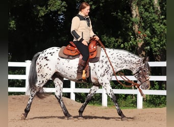 Appaloosa Mix, Stute, 5 Jahre, 153 cm, Tigerschecke