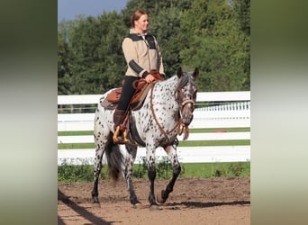 Appaloosa Mix, Stute, 5 Jahre, 153 cm, Tigerschecke