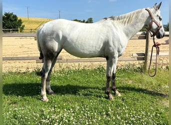 Appaloosa, Stute, 5 Jahre, 155 cm, Brauner