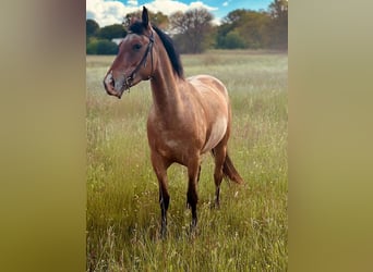 Appaloosa, Stute, 5 Jahre, 155 cm, Roan-Bay