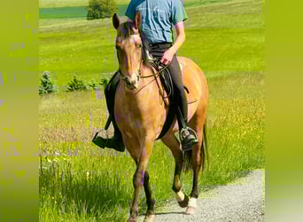 Appaloosa, Stute, 5 Jahre, 155 cm, Roan-Bay