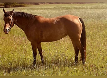 Appaloosa, Stute, 5 Jahre, 155 cm, Roan-Bay