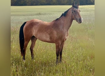 Appaloosa, Stute, 5 Jahre, 155 cm, Roan-Bay