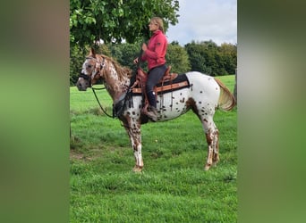 Appaloosa, Stute, 5 Jahre, 157 cm, Tigerschecke