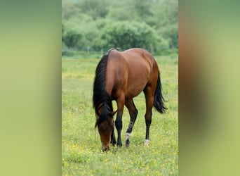 Appaloosa, Stute, 5 Jahre, 158 cm, Brauner