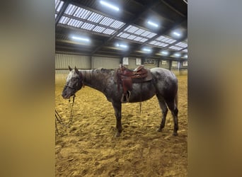 Appaloosa, Stute, 5 Jahre, 160 cm, Tigerschecke