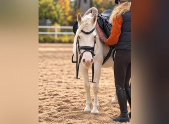 Appaloosa Mix, Stute, 6 Jahre, 140 cm, Schimmel