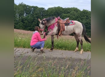 Appaloosa Mix, Stute, 6 Jahre, 145 cm, Tigerschecke