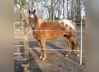 Appaloosa Mix, Stute, 6 Jahre, 147 cm, Tigerschecke