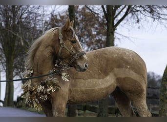 Appaloosa, Stute, 6 Jahre, 147 cm