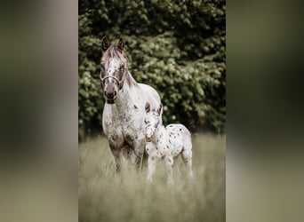Appaloosa, Stute, 6 Jahre, 150 cm, Rappe
