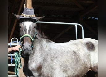 Appaloosa, Stute, 6 Jahre, 152 cm, Roan-Blue