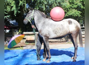 Appaloosa, Stute, 6 Jahre, 152 cm, Roan-Blue