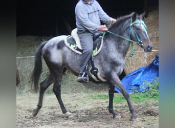 Appaloosa, Stute, 6 Jahre, 156 cm, Roan-Blue