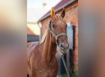 Appaloosa, Stute, 6 Jahre, 160 cm, Tigerschecke