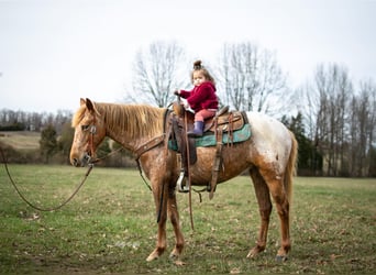 Appaloosa, Stute, 7 Jahre, 142 cm, Brauner
