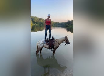 Appaloosa, Stute, 7 Jahre, 145 cm, Palomino