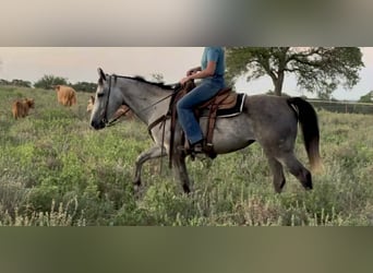 Appaloosa, Stute, 7 Jahre, 145 cm, Palomino