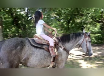 Appaloosa, Stute, 7 Jahre, 145 cm, Palomino