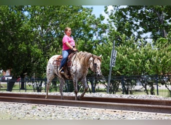 Appaloosa, Stute, 7 Jahre, 147 cm, Rotfuchs