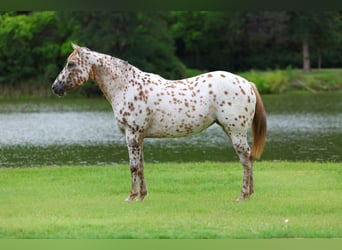 Appaloosa, Stute, 7 Jahre, 147 cm, Rotfuchs