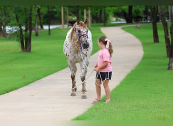 Appaloosa, Stute, 7 Jahre, 147 cm, Rotfuchs