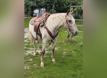 Appaloosa, Stute, 7 Jahre, 150 cm, White