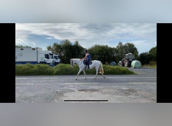 Appaloosa, Stute, 7 Jahre, 155 cm, Fliegenschimmel